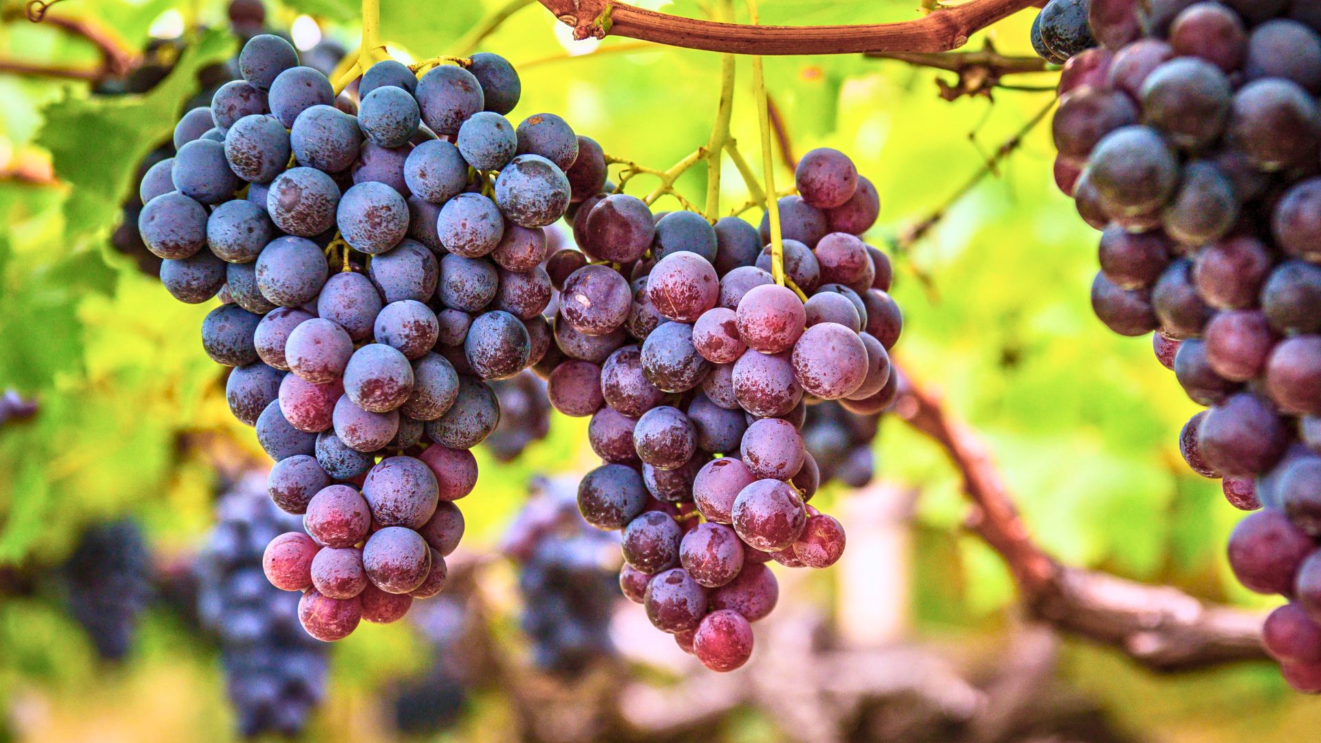 Weintrauben an einer Weinrebe an einem goldenen Nachmittag in Radebeul im Februar 2025