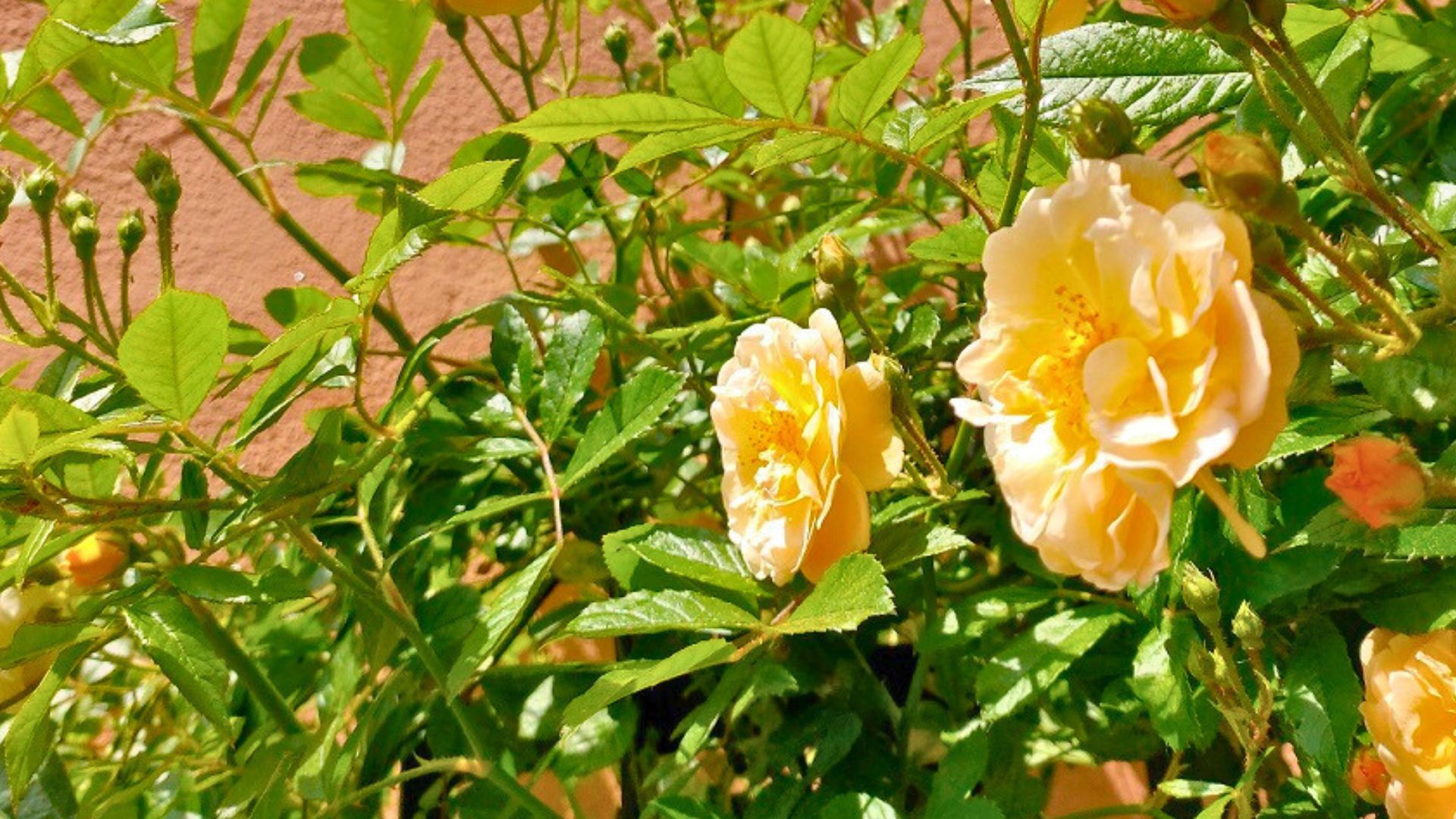 Stadtgrün im Klimawandel Blumen Busch in der Stadt Meißen vor einer orangenen Hauswand im März 2025