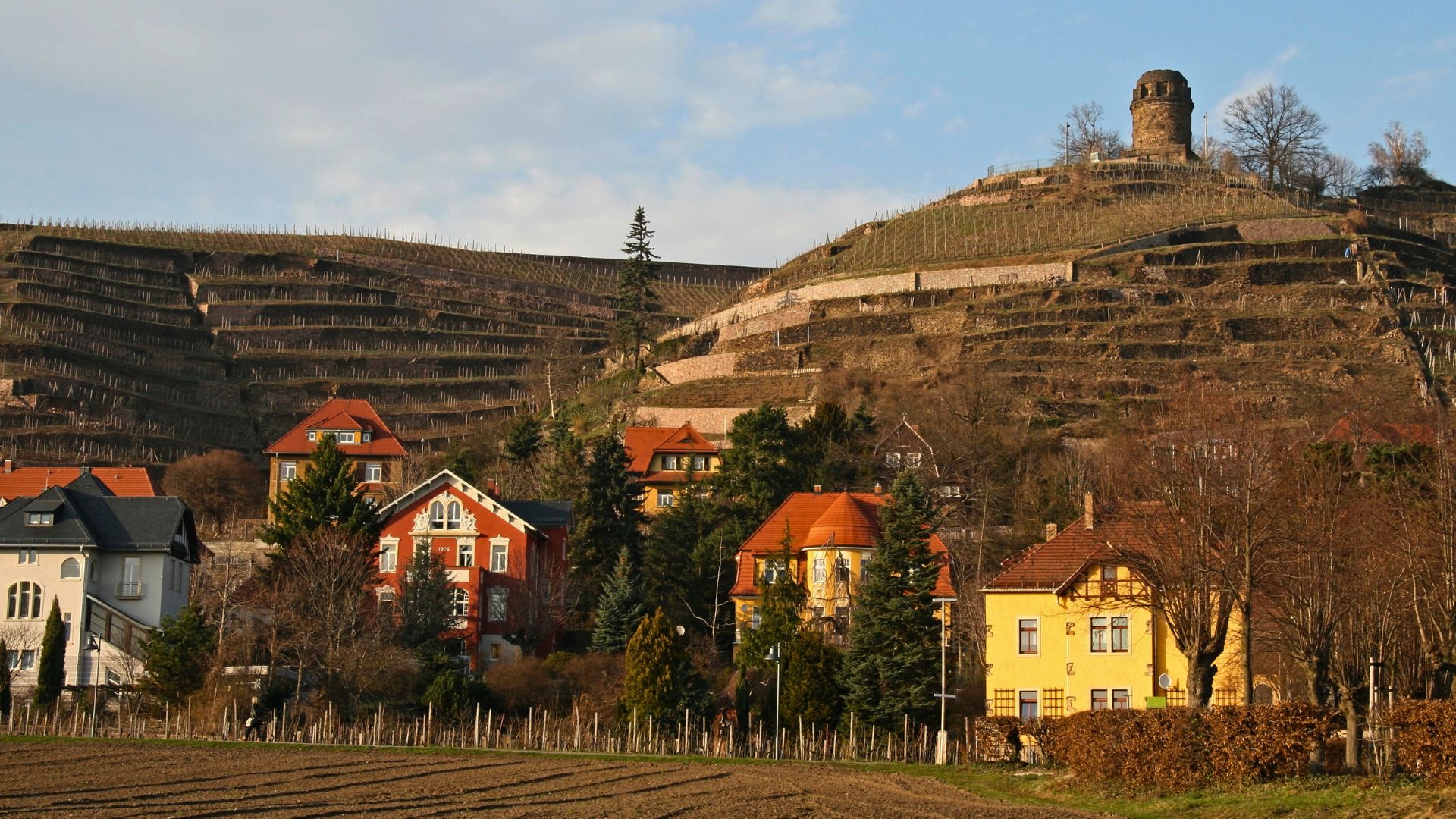 Weinberge in Radebeul im Winter Sonnenuntergang