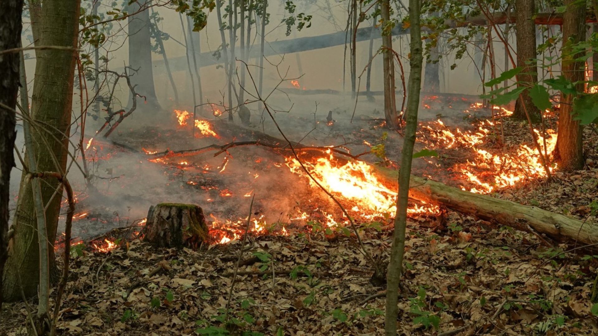 Waldbrand in der Dresdner Heide bei der Moritzburger Landstraße im Juni 2025