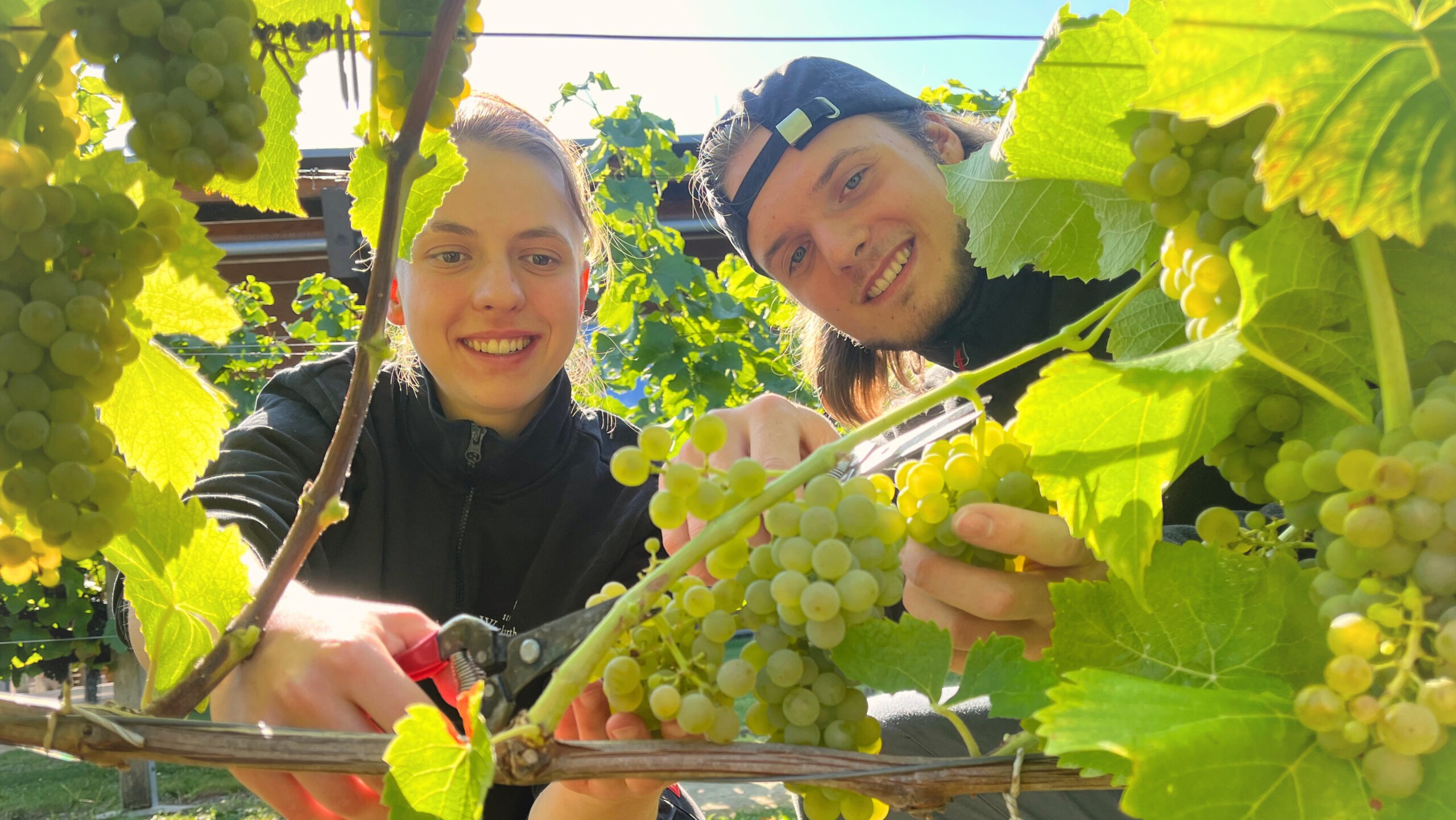 Winzer Auszubildenden Salvina Danó und Thassilo Uhlig (3. Lehrjahr) ernten die ersten Solaris-Trauben des neuen Jahrgangs_1_(c)_Schloss Wackerbarth