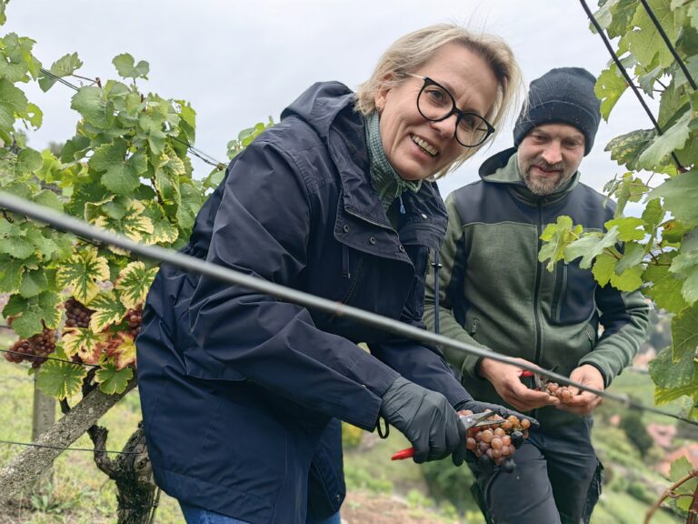 Ministerin Klepsch lässt sich von Weinbauleiter Till Neumeister bei der Traubenlese unterstützen.