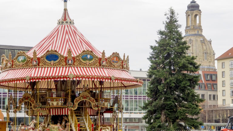 Eine Japan-Tanne für den Dresdner Striezelmarkt