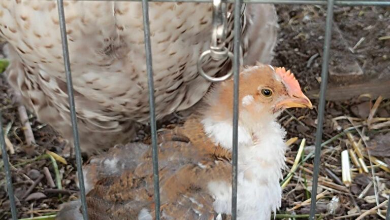 Auch private Geflügelhalter müssen sich an die neuen Schutzzonen halten.