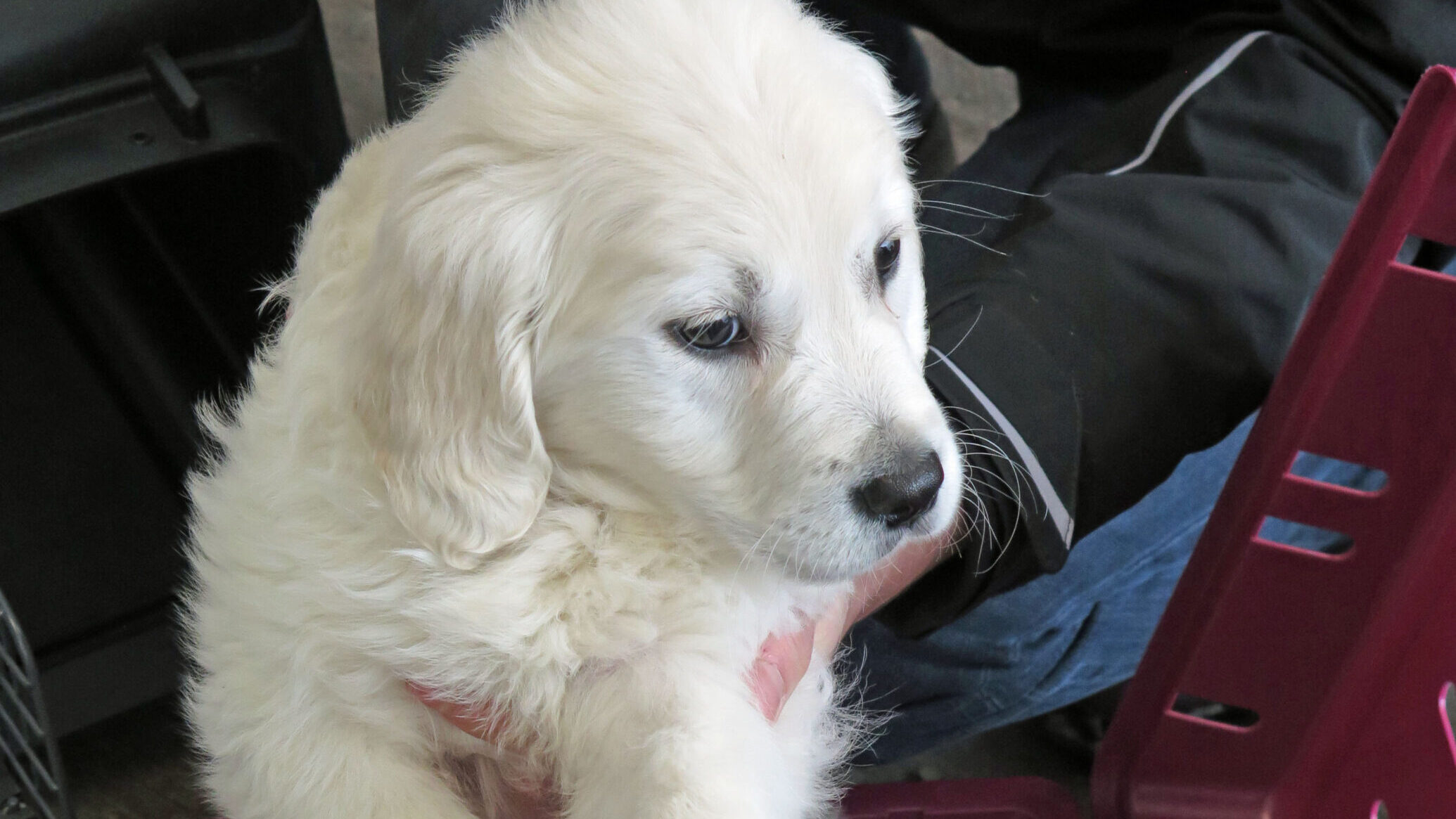 sie sind sooo süß - aber Tiere sind kein Weihnachtsgeschenk.