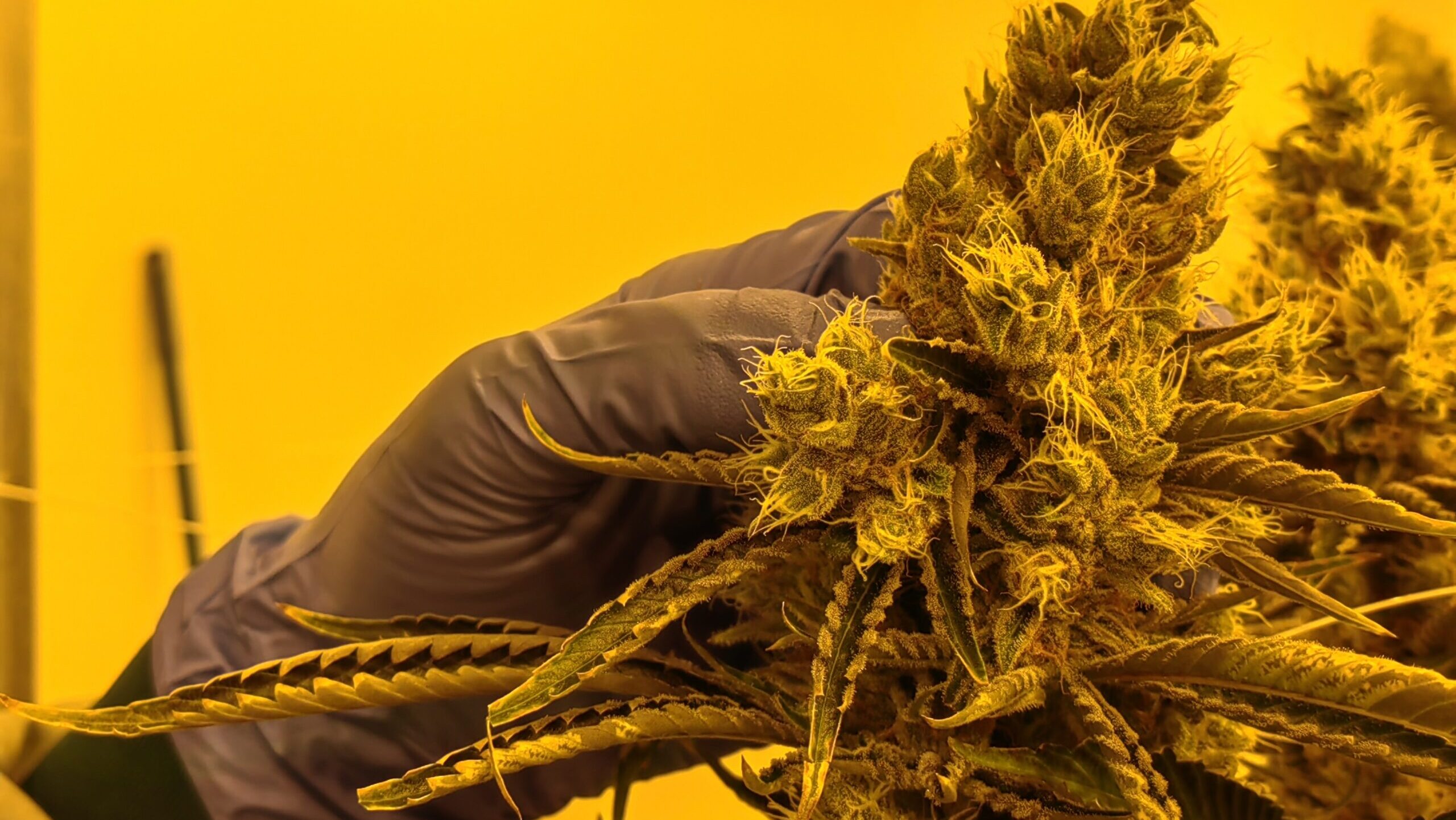 Cannabis verschwindet nahezu aus der Polizeistatistik. Dieses Bild ist bei Demecan in Naunhof (Radeburg) entstanden, wo indoor Medizin Hanf angebaut wird. Foto © Branczeisz