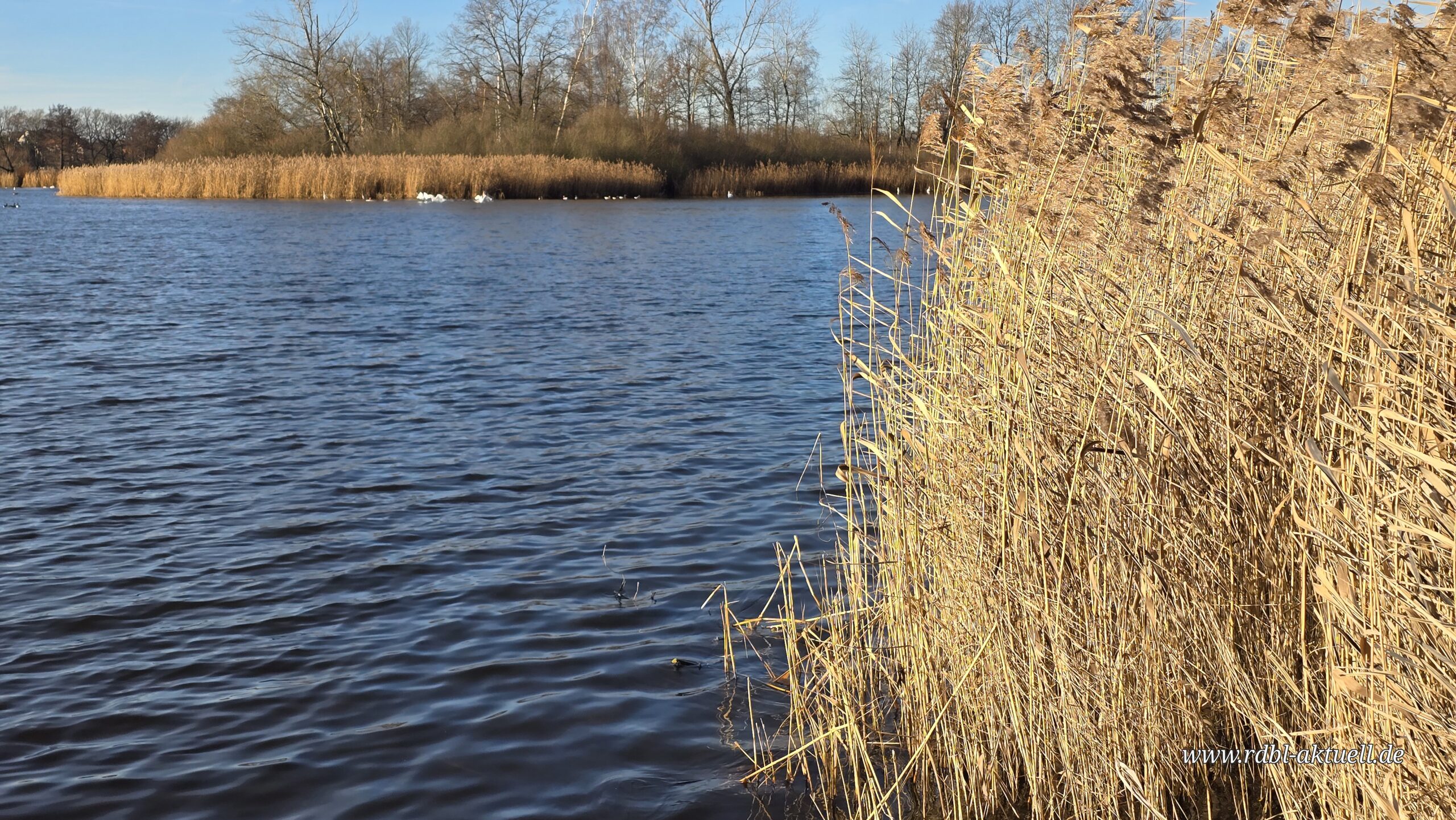 Dippelsdorfer Teich: 70.000 Kubikmeter Schlamm müssen raus. Foto © Branczeisz