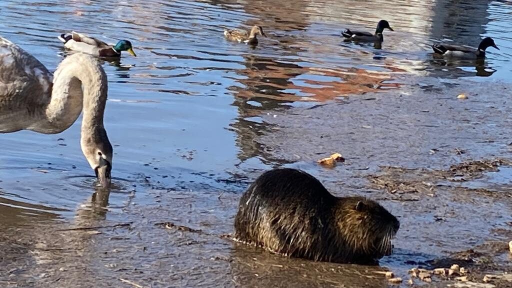 Die Elbe ist Schifffahrtsstraße und Lebensraum. Foto © Silke Fritsche