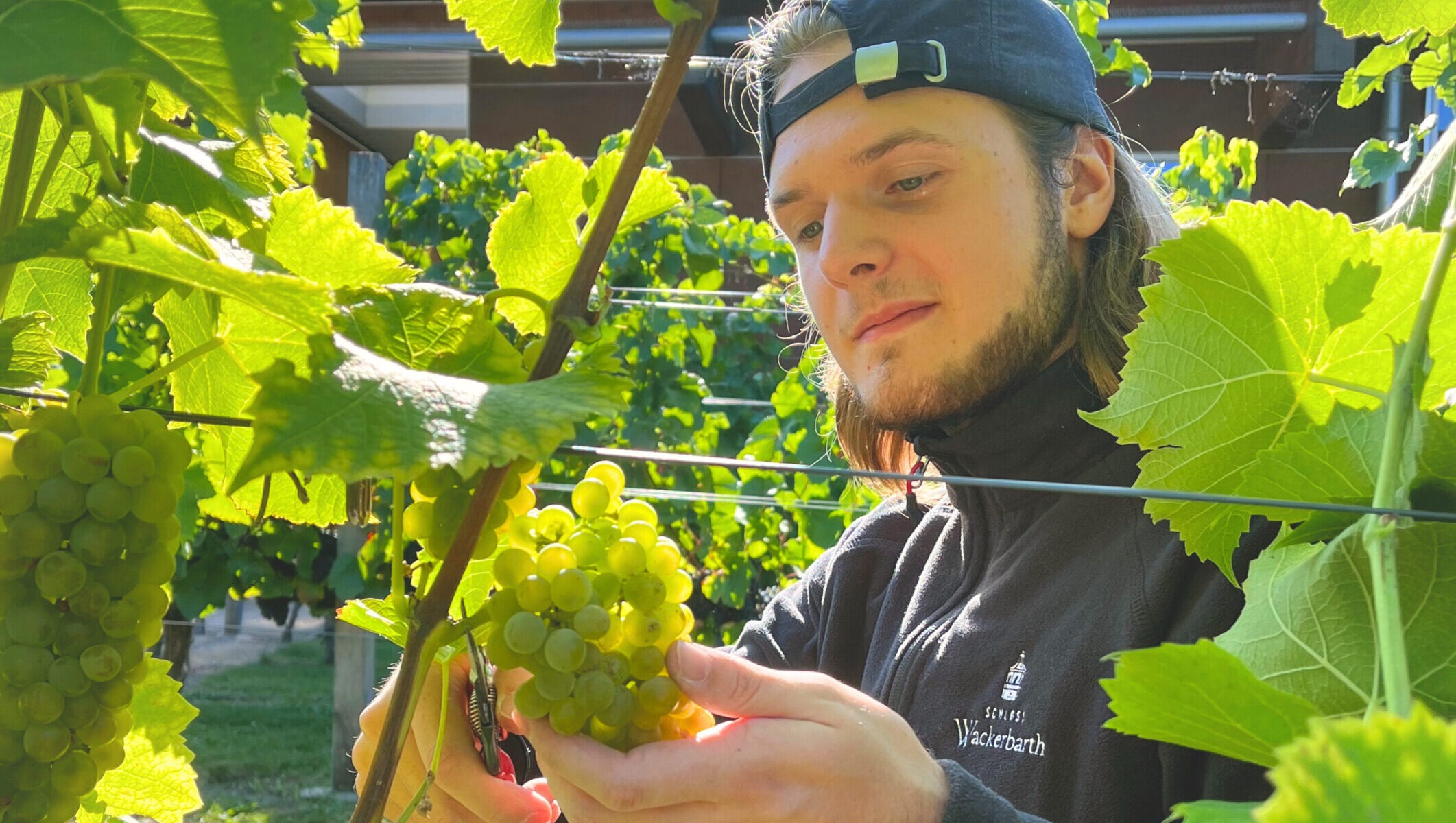 Winzer Thassilo Uhlig erntet Solaris-Trauben. Foto © Schloss Wackerbarth