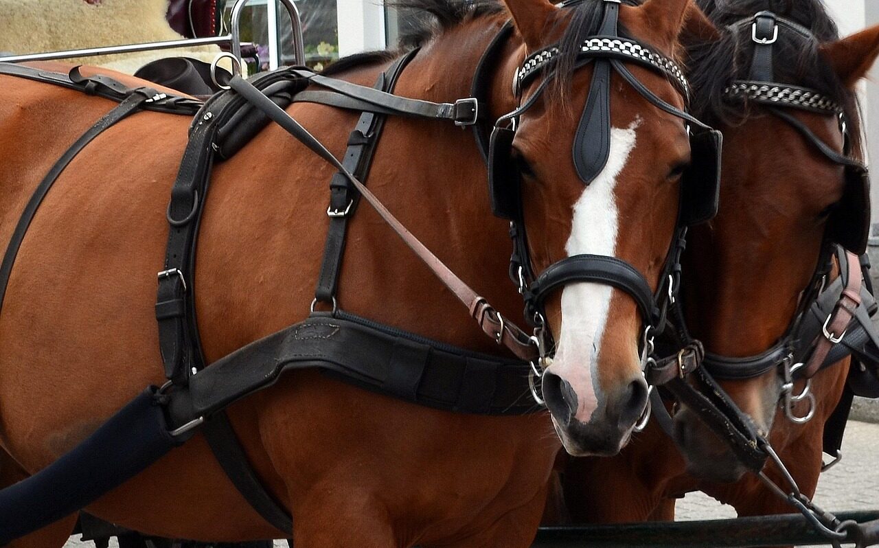 Auf einem Weg nahe der Meißner Straße ging Pferde einer Kutsche durch. Symbolfoto © pixabay