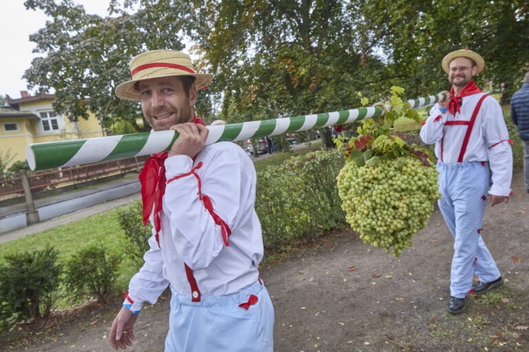 Am 3. Oktober zieht der erste größere Winzerzug seit 2015 durch die Oberlößnitz. Vereine, Festwagen und historische Traktoren sorgen für ein buntes Bürgerfest. Foto © Hoflößnitz