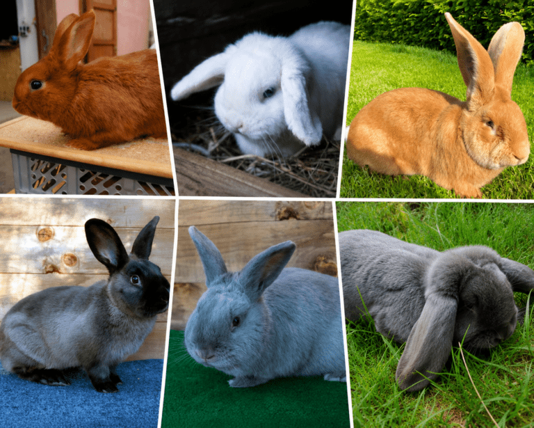 Kreisverbandsjungtierschau der Rassekaninchen