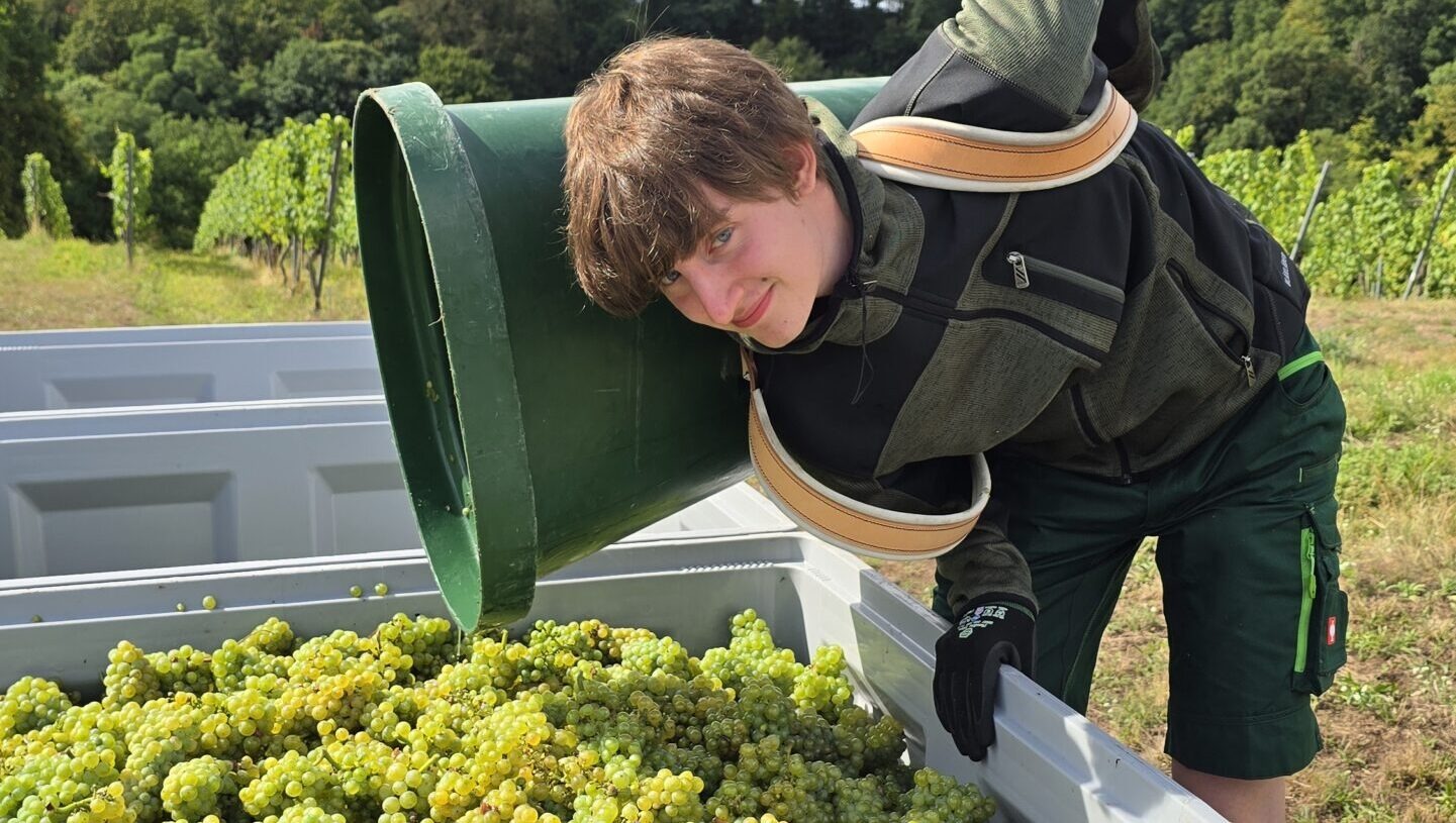 Anton Nachtigall - die Weinlese im Paradies ist für ihn der Start ins 1. Lehrjahr. Foto © Branczeisz