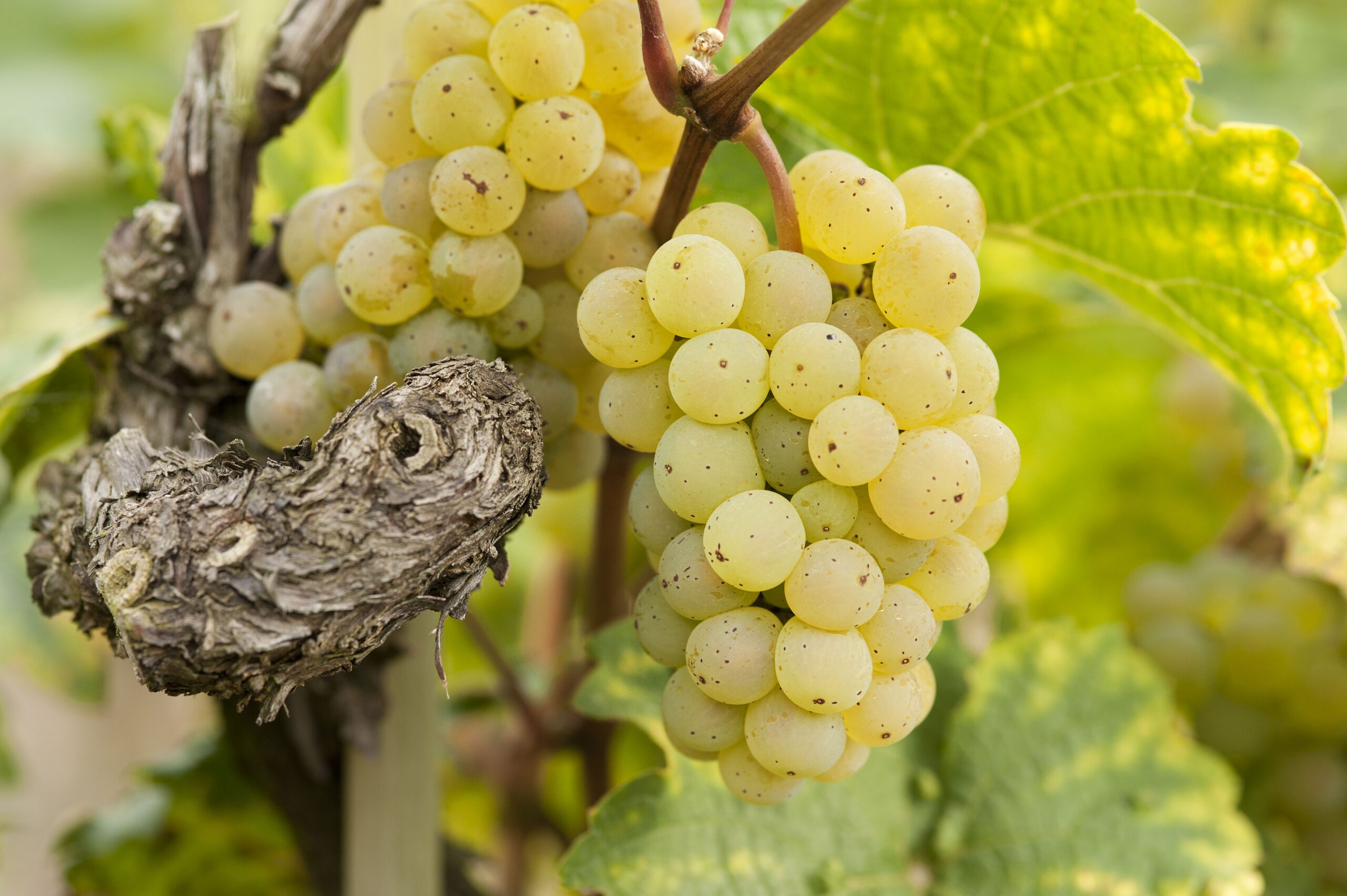 Der Riesling vom Goldenen Wagen wird mit 96 Punkten zum „Wein des Jahres“ gekürt. Foto © Uwe Jacobshagen