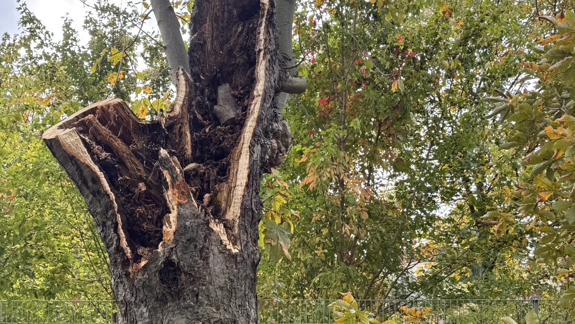 Auf der Pestalozzistraße wurden fünf Bäume aus Sicherheitsgründen gefällt. Was mit dem Gehweg passiert und welche Neupflanzungen angedacht sind. Foto © Coswig