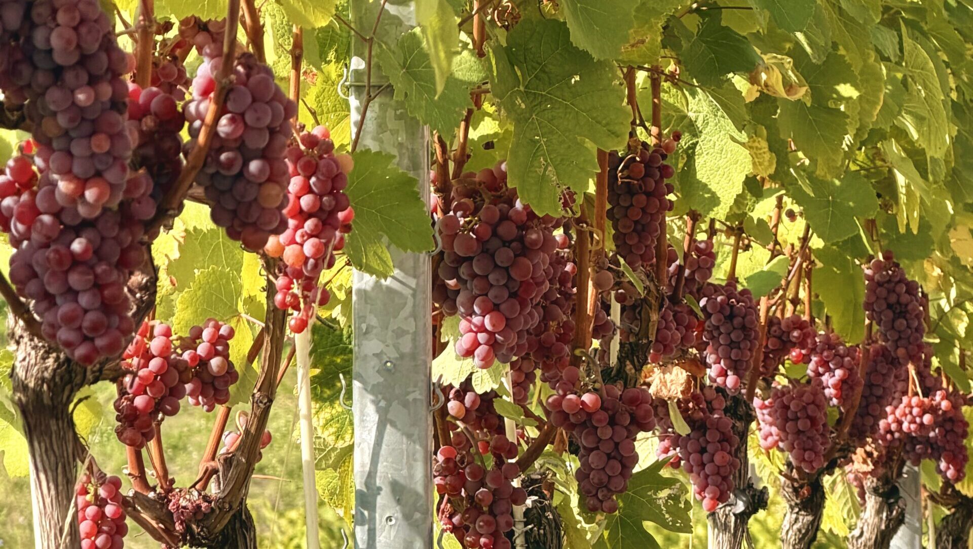 Traminer-Trauben. Schloss Wackerbarth zieht Bilanz zur Weinlese 2026: Trotz Hitze gute Trauben, solide Erntemengen und Hoffnung auf Eiswein in Radebeul. Foto © Wackerbarth